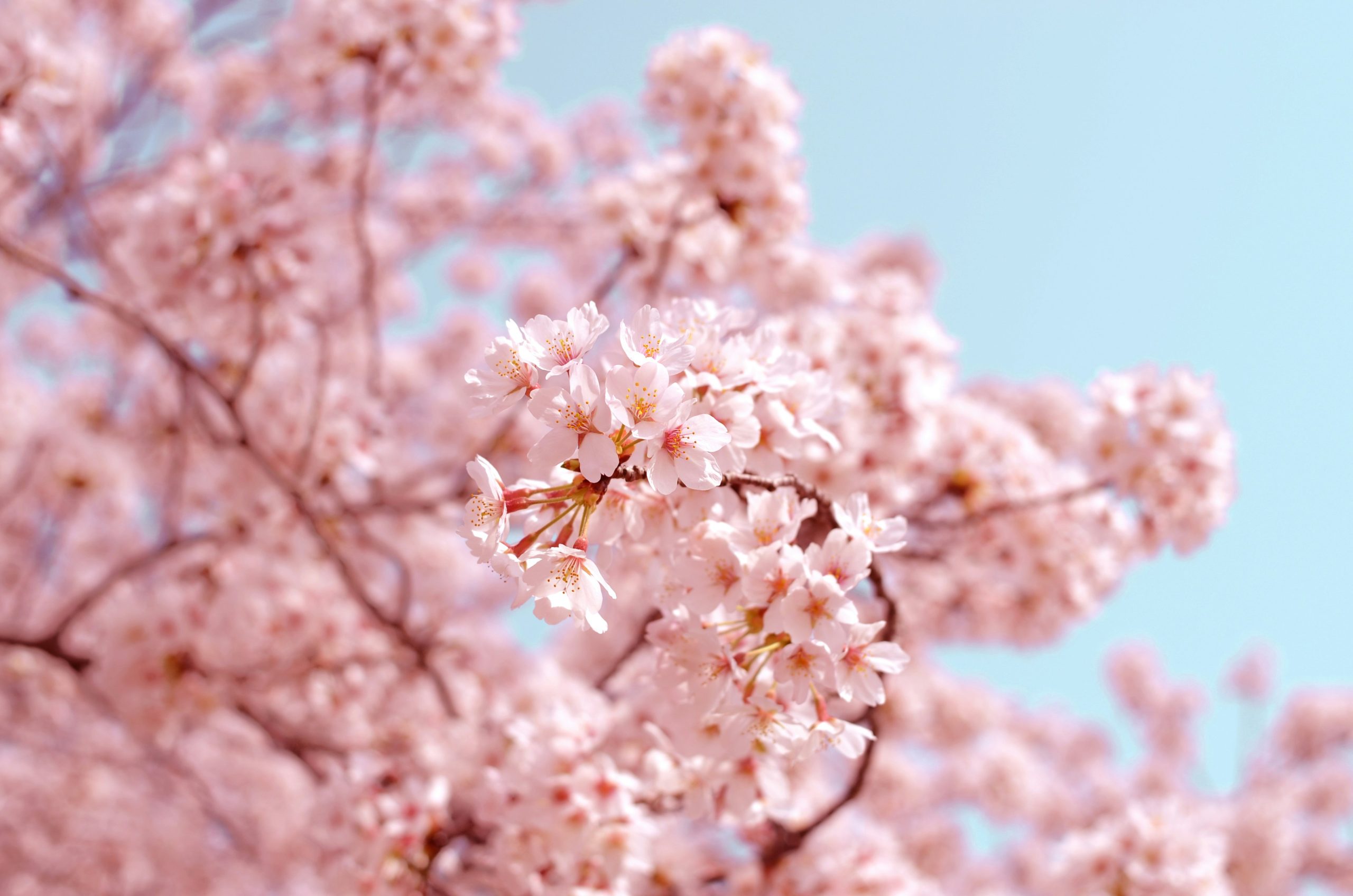 桜が咲いている画像